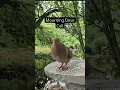 Download Lagu Mourning Dove Call and Cooing Sound #shorts #calming #birdcall #birds #backyardwildlife #viral