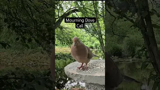 Mourning Dove Call And Cooing Sound Shorts Calming Birdcall Birds Backyardwildlife Viral 