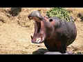 World s Largest hippopotamus