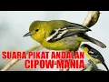 Suara Pikat Andalan Cipow Mania, Bikin Cipoh Sirtu Sekampung Ribut Tarung Emosi Gacor