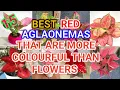 15 Best Red Aglaonemas that are more colorful than flowers