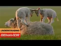 Understanding Sheep Behavior Key Insights