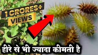 लाखों की दवाइयाँभी फेल है मिल जाए तो छोड़ना मत // सोने चांदी मे खेलोगे