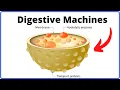 Lysosomes Function - Digestive Machines of Cells