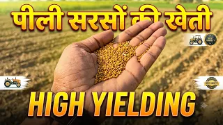Pili sarson पीली सरसों की खेती कैसे करें Yellow Mustard Best Yellow Mustard Variety | High Yielding