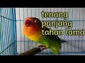 Lagu teknik memainkan tempo.. masteran lovebird ngekek panjang