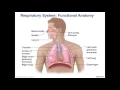 Chapter 22 - Respiratory 1