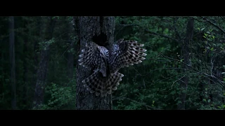 DANS LES BOIS  - Bande Annonce VF