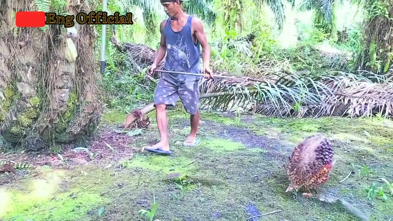 sawit PPKS ‼️masih penasaran dengan hasil nya