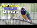 Download Lagu 🔴CUCAK CUNGKOK TEMBAKAN ISTIMEWA .. Nilai Mutlak A di arena lomba