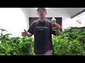 Fox Farm Grow Big