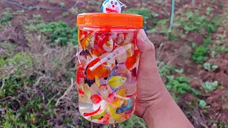 Menangkap banyak ikan hias di kebun, ikan mas koki, ikan lele besar, ikan koi, ikan cupang