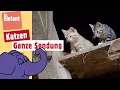 Lagu Wie leben Katzenbabies? | Der Elefant | WDR