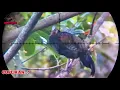 Download Lagu ‼️HUNTING AYAM HUTAN🐓🐓🐓MOMENT POIN 2 EKOR DI SPOT SEJUTA UMAT
