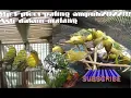Download Lagu MP3 pikat pleci,jinjing batu, sikatan kepala abu abu dll,paling populer di malang