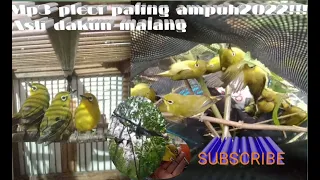 mp3 pikat pleci jinjing batu sikatan kepala abu abu dll paling populer di malang