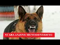 SUARA ANJING MENGGONGGONG