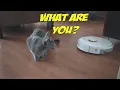 Cat vs Robot Vacuum Xiaomi Roborock S5 Max