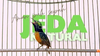 Download Kicau burung konin jeda natural untuk pancingan @mandorkicau MP3