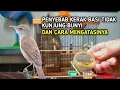Download Lagu Penyebab kerak basi tidak kunjung bunyi padahal pelihara sudah lama