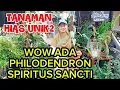 WOW THERE'S A PHILODENDRON SPIRITUS SANCTI‼️UNIQUE DECORATIVE PLANTS