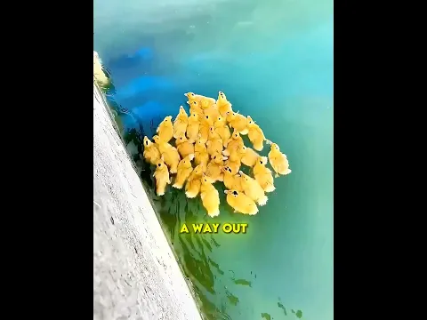 The Ducklings Found Their Way Back π³