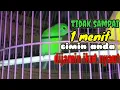 Download Lagu suara panggilan dan pancingan cucak ijo mini betina #cucakijomini#suaracucakijominibetina