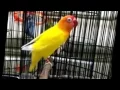 Download Lagu lovebird lutino mm ngekek panjang