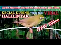 Download Lagu MASTERAN KECIAL KUNING HALILINTAR || SIAP SIAP MENCETAK REKOR TERBARU 200cc || Berkicau Creator