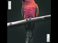 Bird Watcher