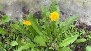 Esta planta es un verdadero tesoro