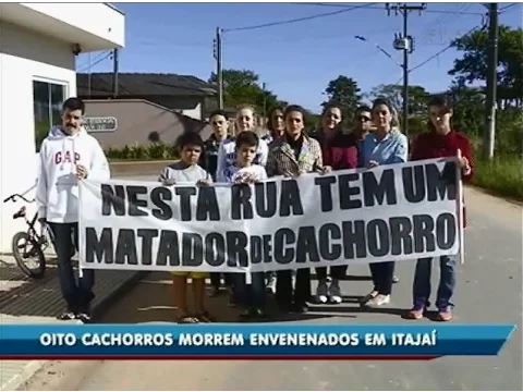 Oito cachorros morrem envenenados em Itajaí