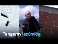 Download Lagu Megeszik a szúnyogok a turistaszezont az olasz tengerparton