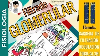 FILTRADO GLOMERULAR,  REGULACIÓN TUBULO-GLOMERULAR, Formación de la Orina, FISIOLOGIA RENAL|P2