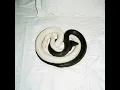 YIN YANG