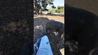 Dog park !! #fyp #dream #youtube #doberman #pets