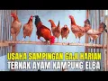 Lagu Bongkar Rahasia Sukses Ternak Ayam Elba Di Lahan Sempit, Usaha Sampingan Gaji Harian