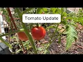 2026 Tomato Update