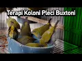 Download Lagu Terapi Koloni Pleci Buxtoni