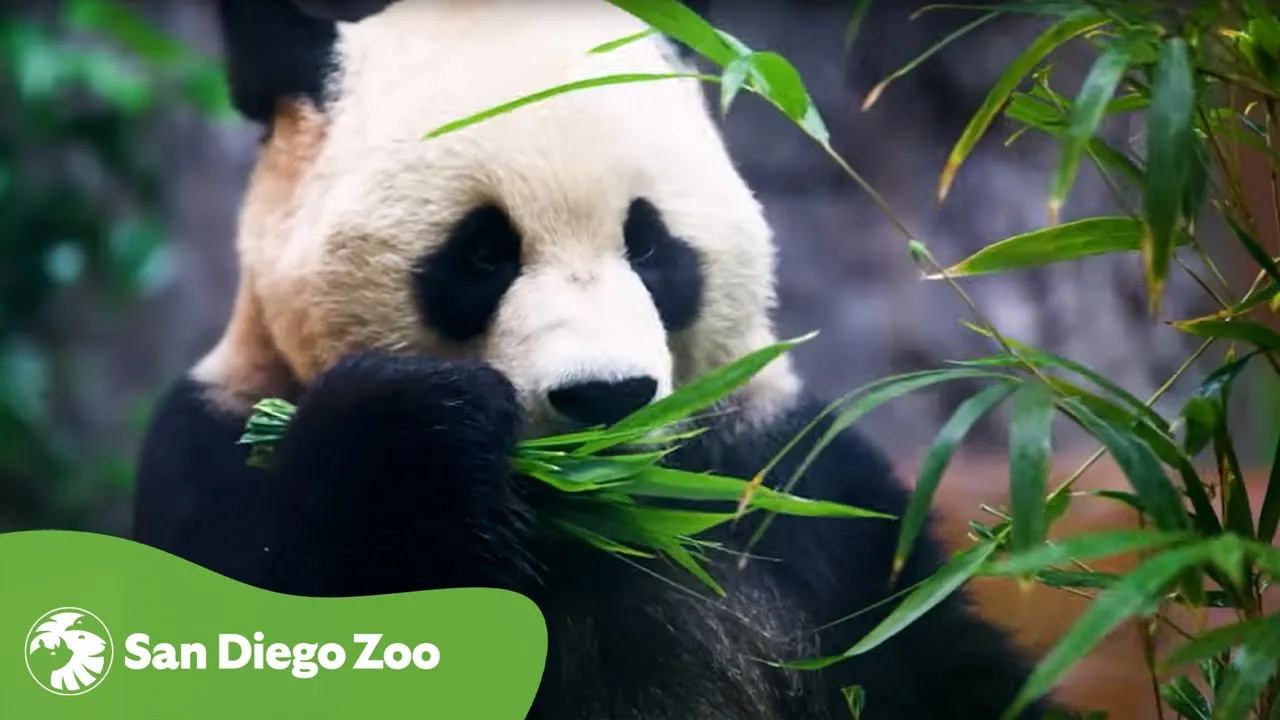 San Diego Zoo — San Diego Zoo — The Pandas Are Back! (YouTube video ad)