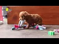 Friendly Cavapoo Puppies