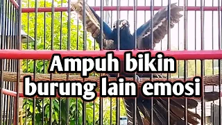 kedasih hitam gacor ini ampuh bikin burung lain emosi dan ikut terpancing bunyi