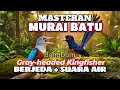 Download Lagu Masteran Murai Batu Grey Headed Kingfisher + Suara Air Mengalir