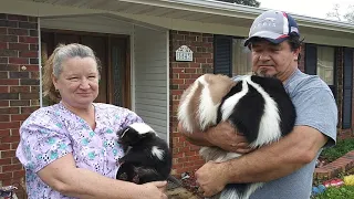 Milton couple owns pet skunks