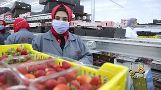 ازاي صادرات الخضر والفاكهة هتعلي اقتصاد مصر  كلام رئيس الاتحاد يكشف المفاجآت دندنها