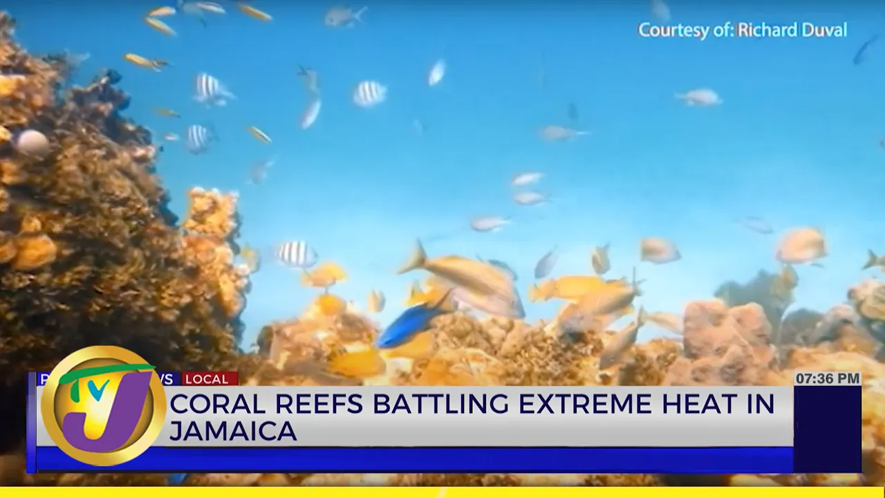 Coral Reef Battling Extreme Heat in Jamaica | TVJ News