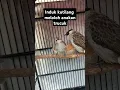 Lagu induk brung kutilang meloloh anakan burung trucuk #birdfarm #indoorbreeding #kicaumania #birdlovers