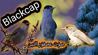 صوت عصفور التين عصفور التين 