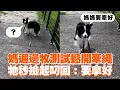 媽遛邊牧測試鬆開牽繩　牠秒撿起叼回：要拿好｜#寵物雲