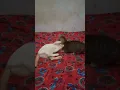 Download Lagu Ketika Miauw adu jotos sama si Unying yg usilnya minta ampun gaes 🐹🐹